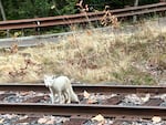 FILE - Luna was first spotted in Portland near the bike path off S. Macadam Avenue on October 9, 2024.