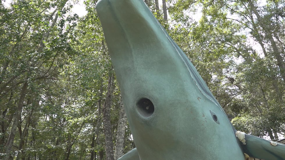 After 25 years roaming a Tallahassee front yard, a pod of four humpback whale sculptures will...