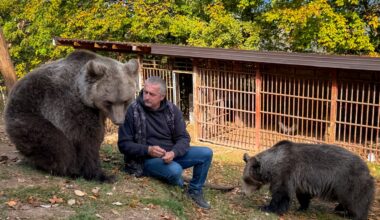 In this photo taken with a smartphone, Petar Tubic sits with pet female bears Masa (right) and Ljubica on Mount Ozren, near the town of Doboj, Bosnia, Sunday, Oct. 18, 2026.