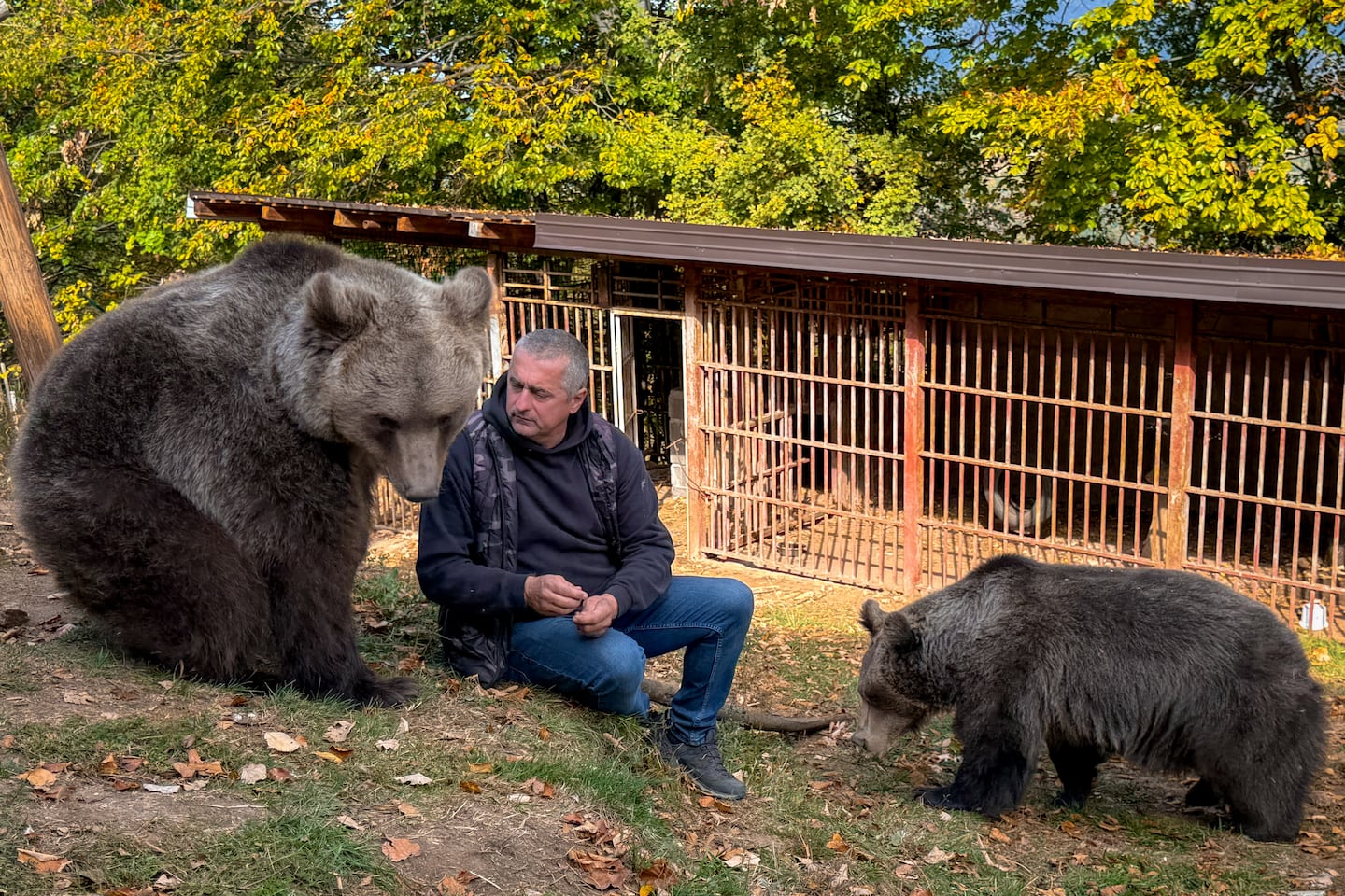 In this photo taken with a smartphone, Petar Tubic sits with pet female bears Masa (right) and Ljubica on Mount Ozren, near the town of Doboj, Bosnia, Sunday, Oct. 18, 2026.
