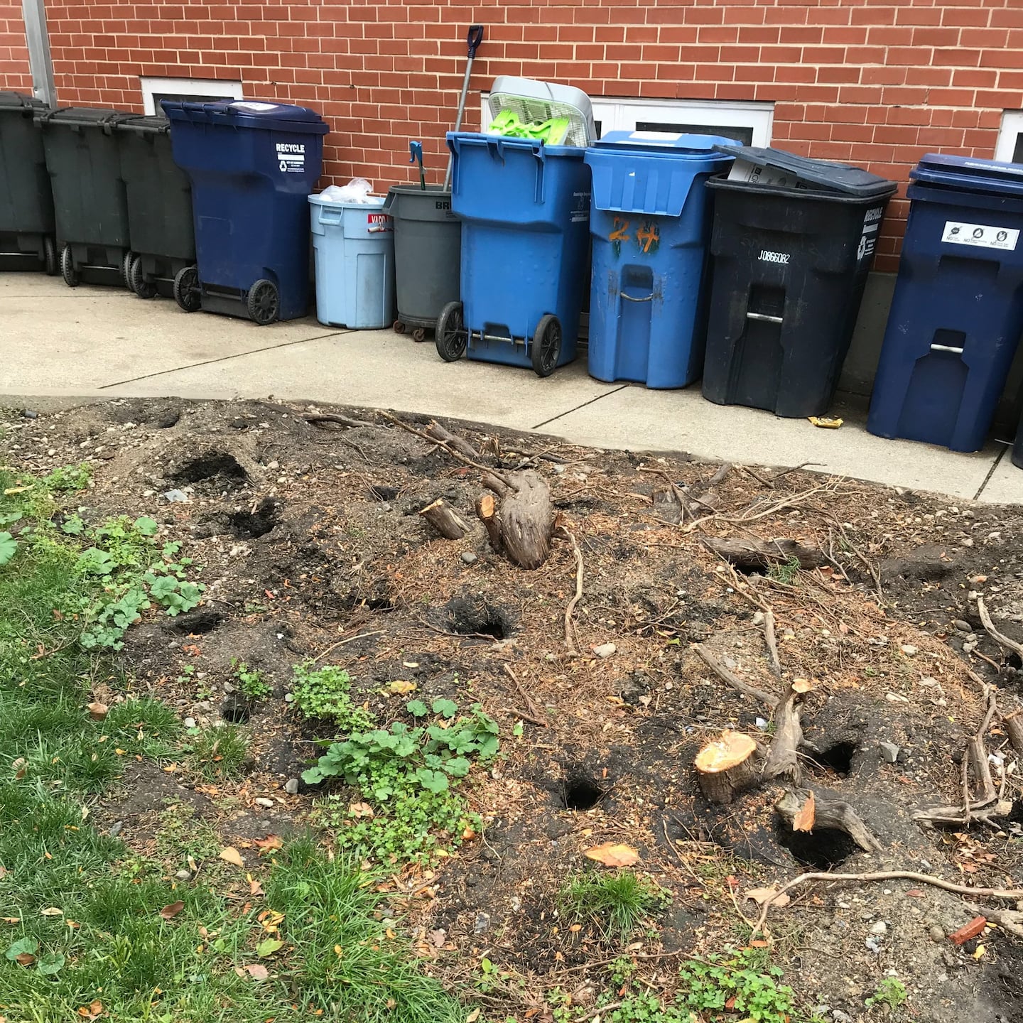 Rat burrows in Cambridge.