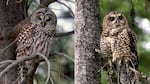 Barred owls, like the bird at left seen at the Malheur National Wildlife Refuge, often out-compete the Pacific Northwest native northern spotted owl, seen at right in the Deschutes National Forest.
