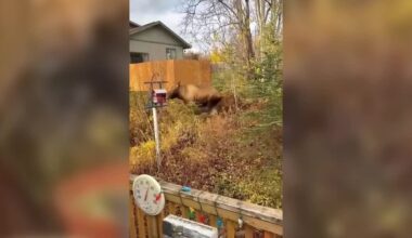 Wasilla woman helps guide a frightened moose calf back to its mother before bull bolts within feet of her