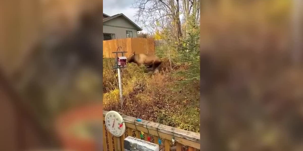Wasilla woman helps guide a frightened moose calf back to its mother before bull bolts within feet of her