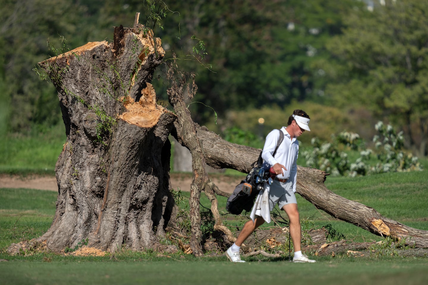 A golfer walked past the stump of a large tree at the East Potomac Golf Links, Oct. 12  in Washington, D.C.