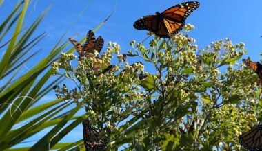 Monarch butterflies, annual festival coming soon to St. Marks Wildlife Refuge