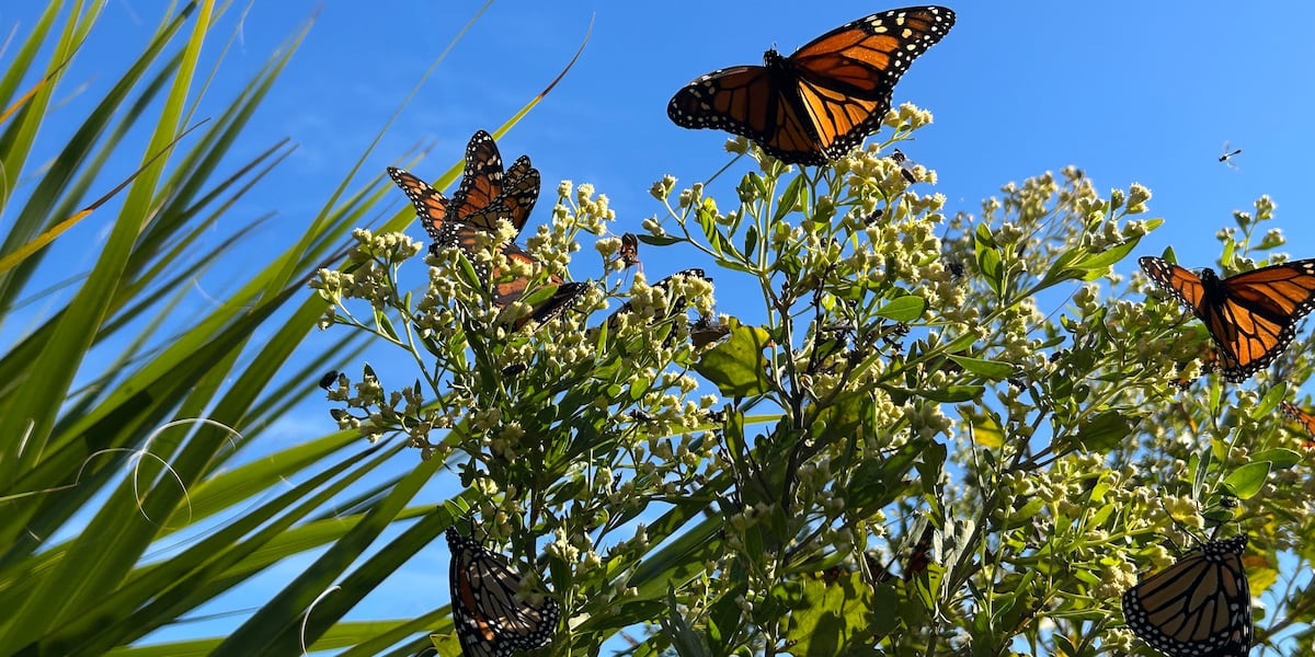 Monarch butterflies, annual festival coming soon to St. Marks Wildlife Refuge