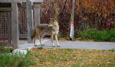 Clever House Cat Evades Coyote Strolling Through Neighborhood
