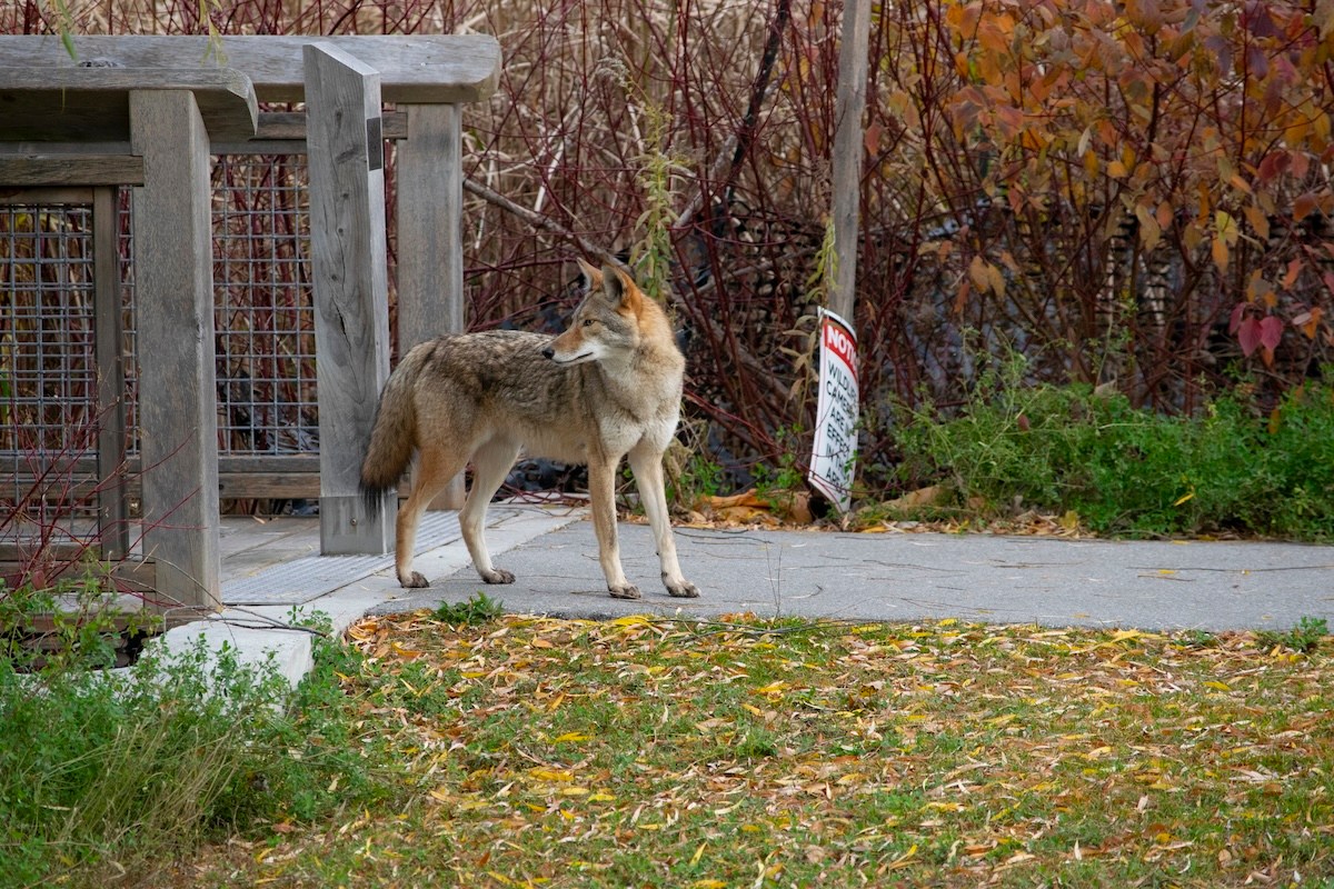 Clever House Cat Evades Coyote Strolling Through Neighborhood