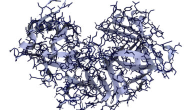diagram of a protein, showing two lobes surrounding a cleft. The protein is shown using a combination of ribbons and individual atoms.