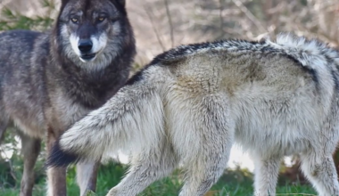 GLIFWC objects to recent euthanasia of wolf pack in Price County