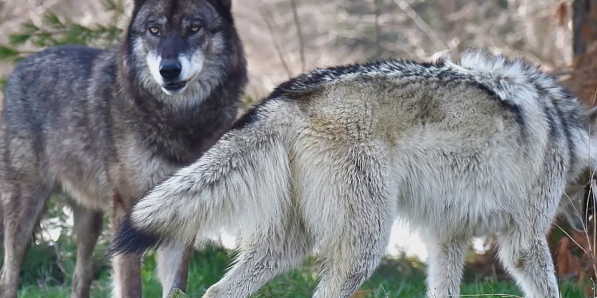 GLIFWC objects to recent euthanasia of wolf pack in Price County