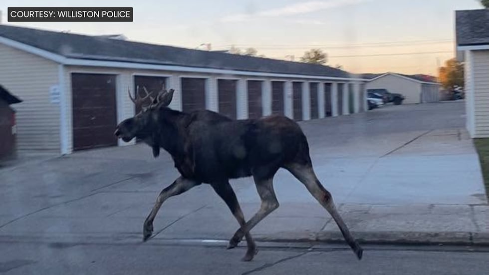 The Williston Police Department posted this picture of one near a school. They later wrote...