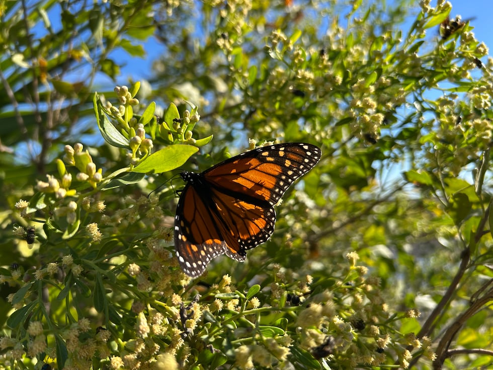 Monarchs cover saltbushes near the St. Marks Lighthouse.