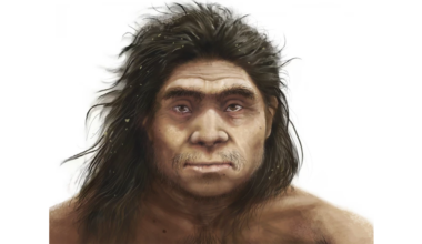 a drawing of a Denisovan man with dark skin, long dark hair, and eyes with a slight epicanthic fold lookes at the viewer; he has a heavy brow ridge and wide nose