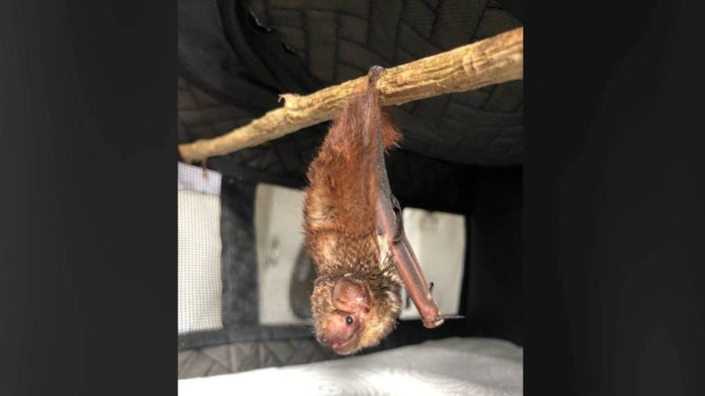 Hawai‘i Wildlife Center celebrates Bat Week with a call to protect the endangered native species : Big Island Now