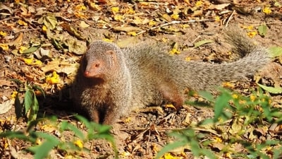 A small Indian mongoose, the species introduced to Amami Oshima in an attempt to control habu snakes, foraged through the island’s forest landscape. (Wikimedia Commons)