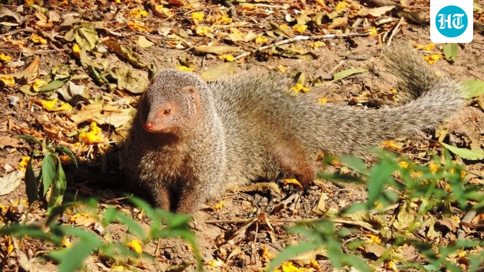 In 1979, 30 mongooses were released on Amami Oshima to control habu; numbers topped 30,000 before Japan declared eradication in 2024