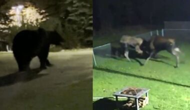 Anchorage residents report a week of wild encounters with wildlife