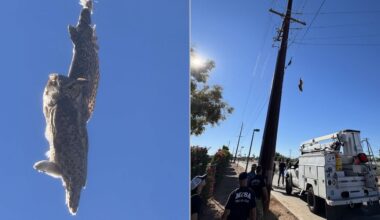Mesa firefighters swoop in to rescue owl tangled in fishing line on trail