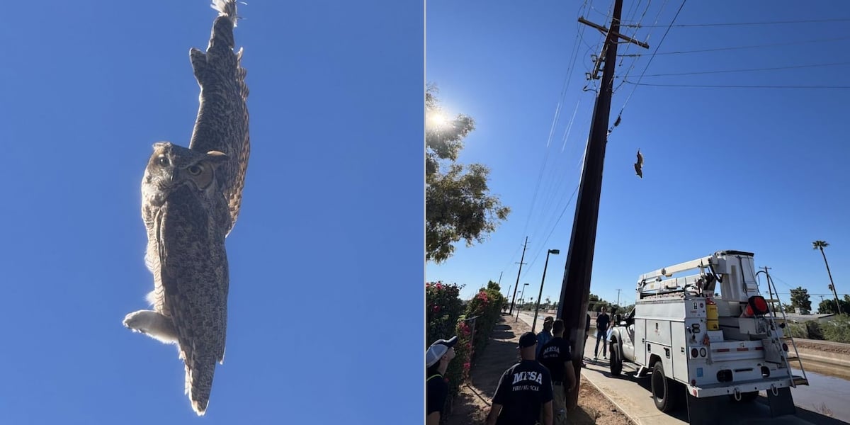 Mesa firefighters swoop in to rescue owl tangled in fishing line on trail
