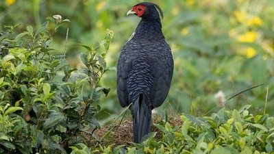 Kalij pheasant in lush Hawaiian vegetation, illustrating the spread of introduced birds and concerns about their potential role in dispersing invasive plant seeds. (Wikimedia Commons)