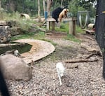 Luna, an arctic fox found in Portland, Ore., in October 2024, in the enclosure she shares with arctic fox Apollo (mid-left) and black bears Taglu (top, left) and Aspen (top, right), at the Ochsner Park Zoo in Baraboo, Wis.