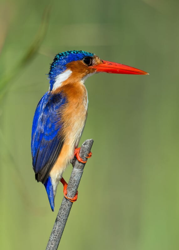 A Malachite Kingfisher with bright blue plumage, a chestnut-colored chest, and a long red beak perched on a thin, grey twig.