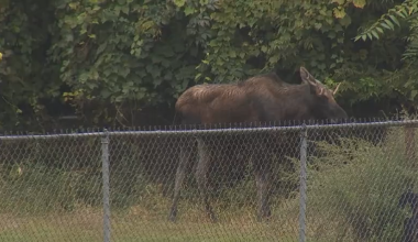 DEC euthanizes 600-pound bull moose captured in Troy