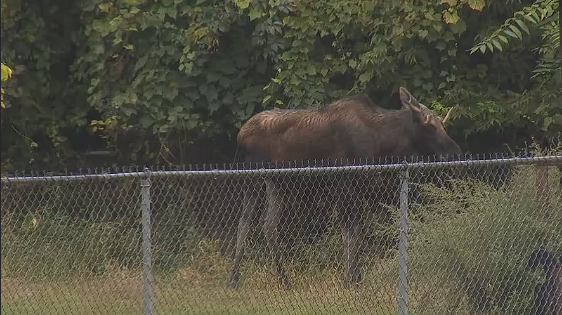 DEC euthanizes 600-pound bull moose captured in Troy