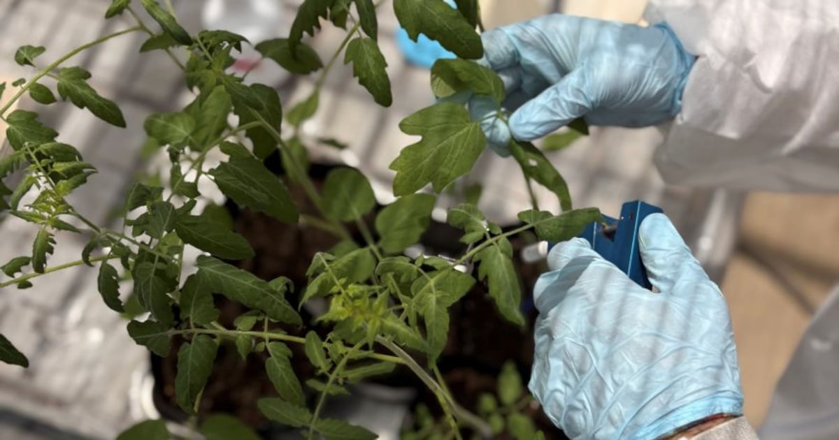 Heritable and Kagome enlist AI to hunt for tomato disease-resistance genes