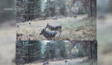 Trail cameras capture two wolf packs in same area days apart in Vilas County