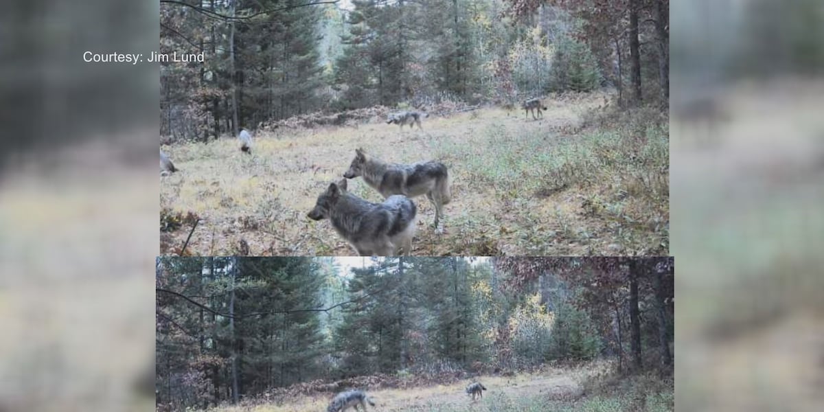 Trail cameras capture two wolf packs in same area days apart in Vilas County