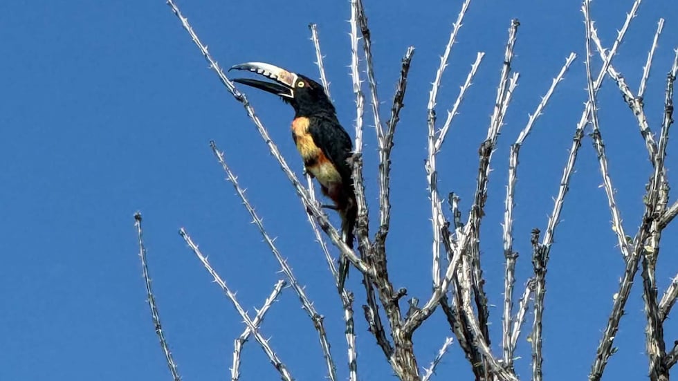 A Tucson resident is asking for help to find their toucan who escaped from a home on the east...