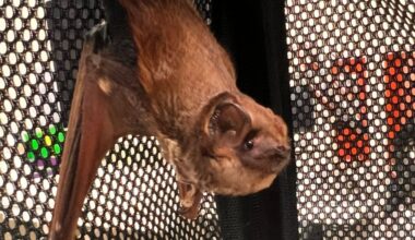 Bat Week shines lights on Hawaii’s only native land mammal
