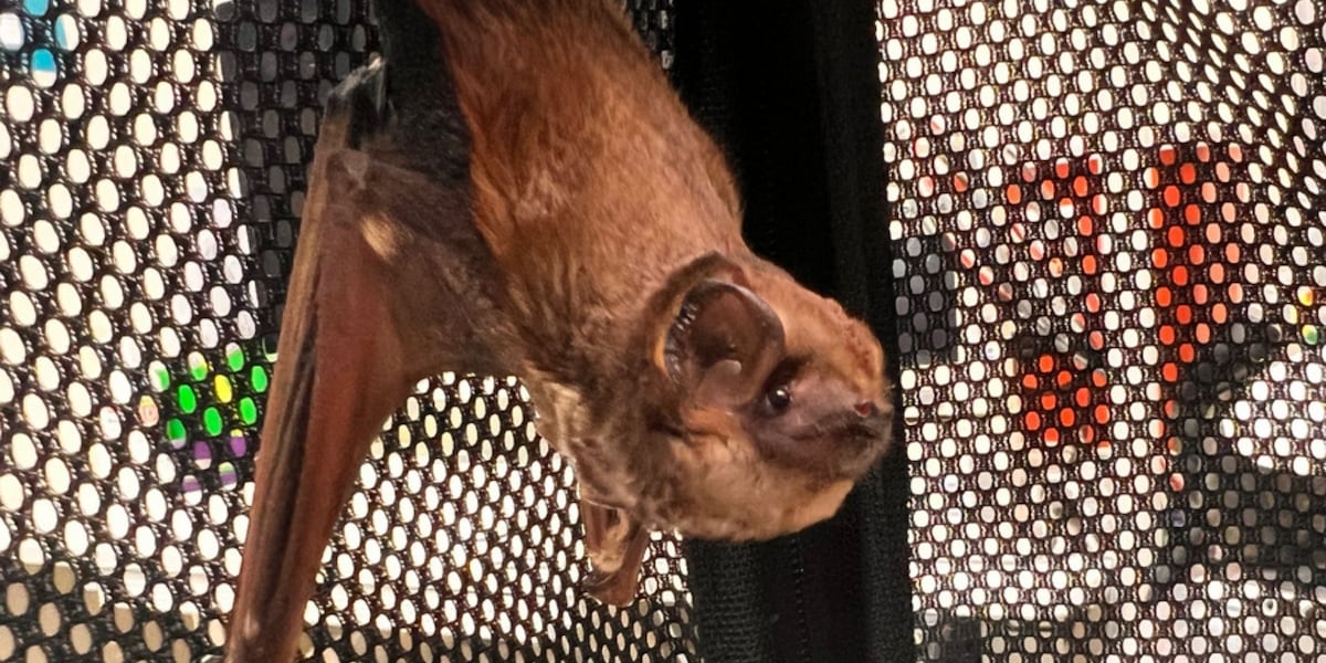 Bat Week shines lights on Hawaii’s only native land mammal