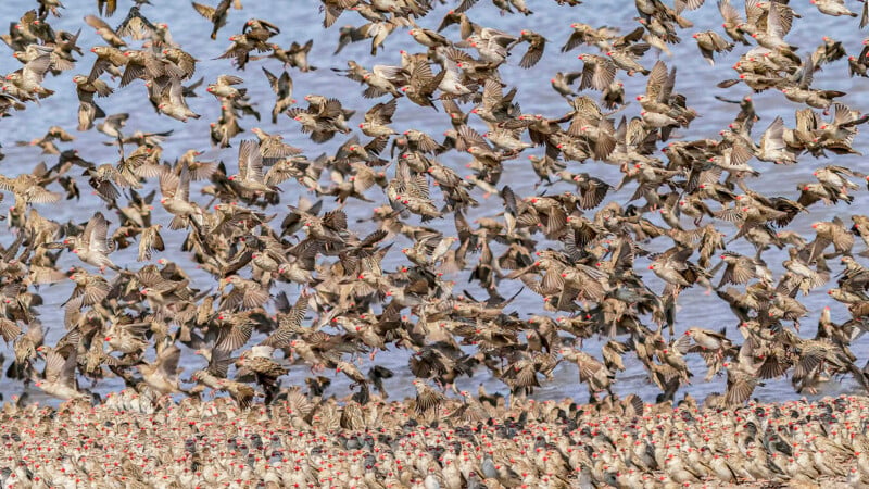 A massive flock of red-billed queleas fills the air and covers the ground near a body of water.