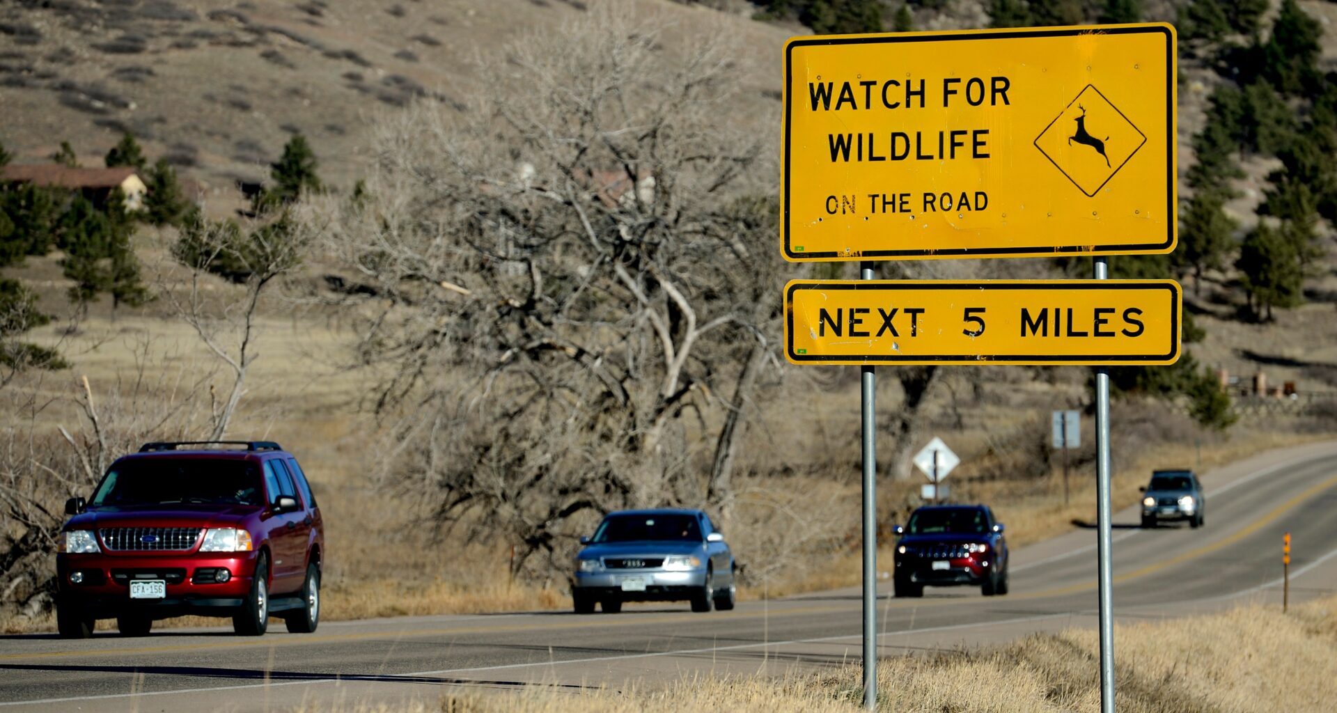 What to do if you can’t avoid hitting an animal on Colorado’s roads