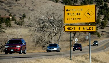 What to do if you can’t avoid hitting an animal on Colorado’s roads