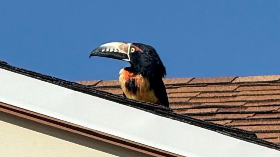 A Tucson resident is asking for help to find their toucan who escaped from a home on the east...