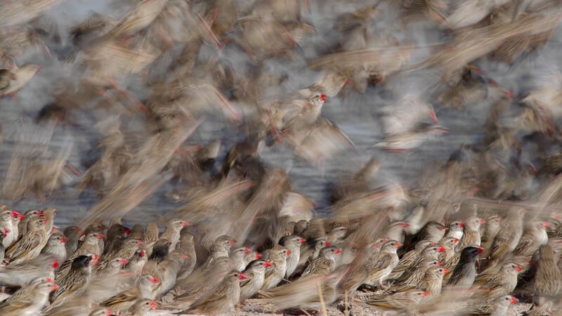 A large flock of small, brown birds with bright red beaks gathers on the ground, with many blurred by motion as they fly.