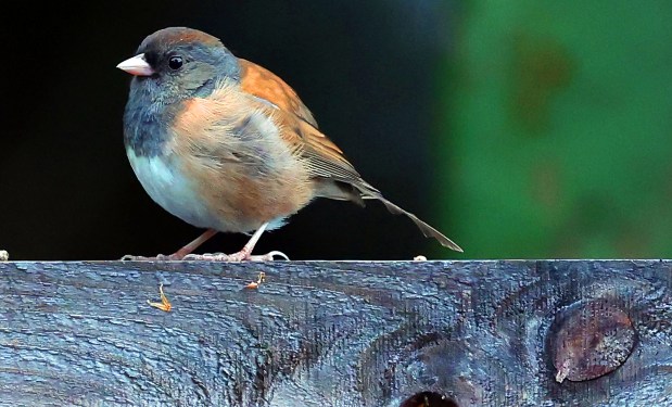 A dark-eyed junco alights on a fence in Santa Cruz this week. According to the website of Cornell University's Ornithology Lab, "These birds are neat, even flashy little sparrows that flit about forest floors of the western mountains and Canada, then flood the rest of North America for winter. They're easy to recognize by their crisp (though extremely variable) markings and the bright white tail feathers they habitually flash in flight. Dark-eyed Juncos are among the most abundant forest birds of North America." They are one of the most common birds in North America and can be found across the continent, from Alaska to Mexico, from California to New York. A recent estimate set the junco's total population at approximately 630 million individuals. Juncos have a high, short chip note that they often give in rapid succession when they fly and more slowly as they forage; the note may encourage other juncos to follow. (Shmuel Thaler - Santa Cruz Sentinel)