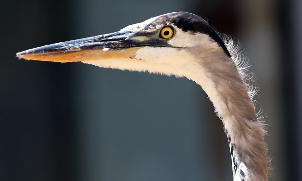 A great blue heron looks out as it forages on the grass in front of the Santa Cruz County Superior Courthouse. About the bird, Cornell University's All About Birds website says, "Whether poised at a river bend or cruising the coastline with slow, deep wingbeats, the Great Blue Heron is a majestic sight. This stately heron with its subtle blue-gray plumage often stands motionless as it scans for prey or wades belly deep with long, deliberate steps. They may move slowly, but Great Blue Herons can strike like lightning to grab a fish or snap up a gopher." Great blue herons can be seen throughout the entire United States and all of Central America. (Shmuel Thaler Santa Cruz Sentinel)