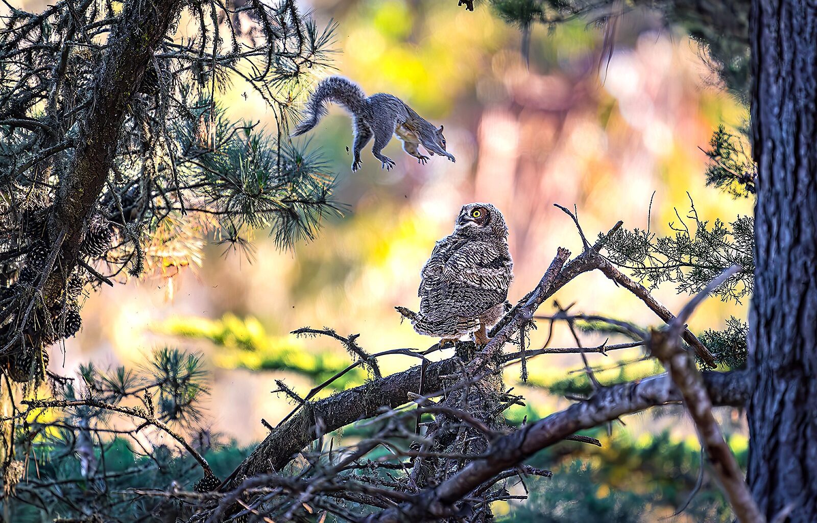 Squirrel launches at great horned owlet at Natural Bridges State Beach – Santa Cruz Sentinel