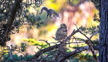 Squirrel launches at great horned owlet at Natural Bridges State Beach – Santa Cruz Sentinel