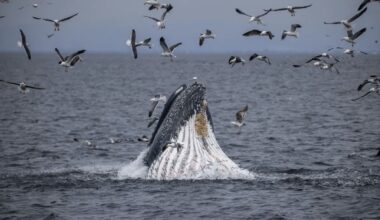 State Approves New Marine Protected Areas on the Central Coast 