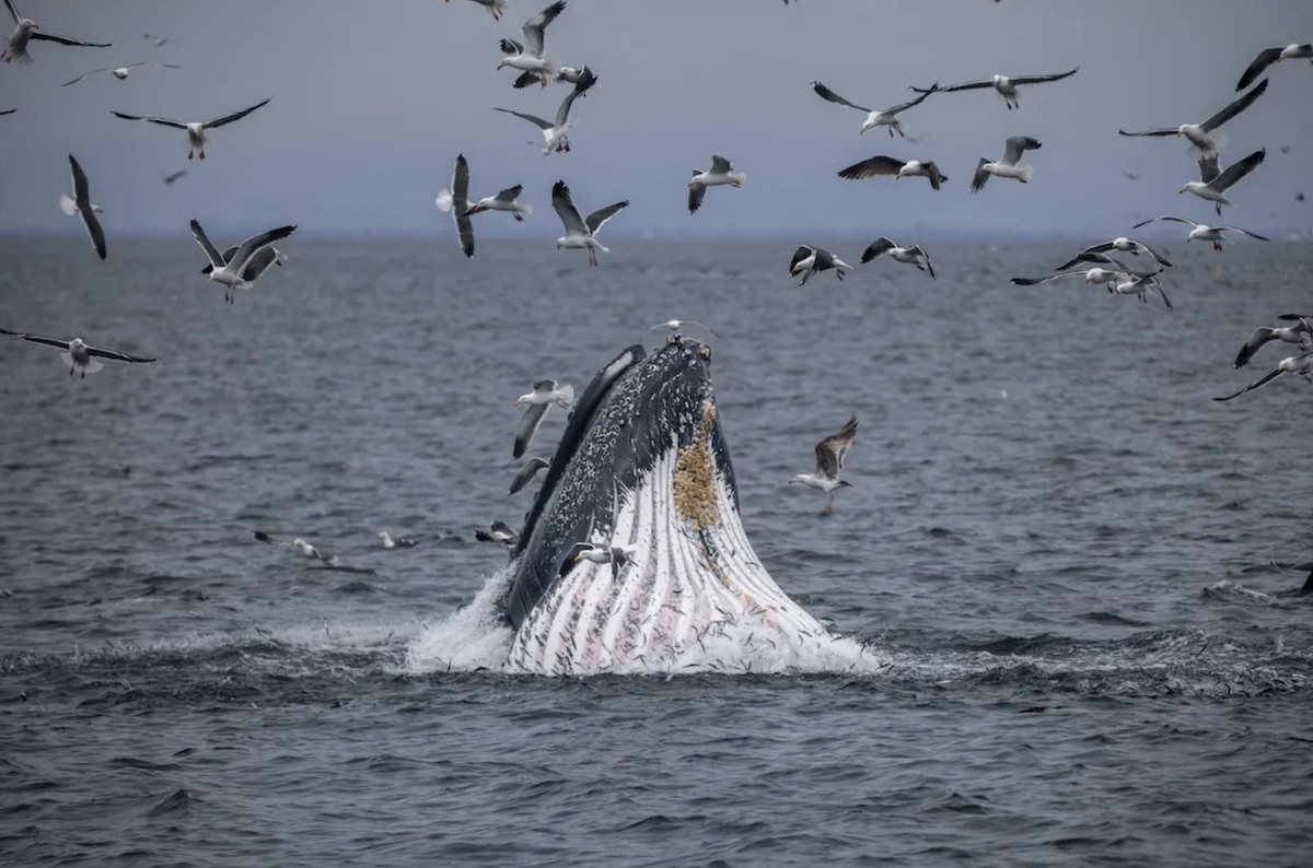 State Approves New Marine Protected Areas on the Central Coast 