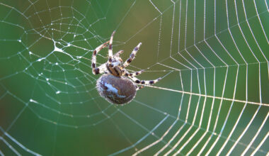 How Spiders Spin ‘Silk Dope’ Into Nature’s Toughest Material