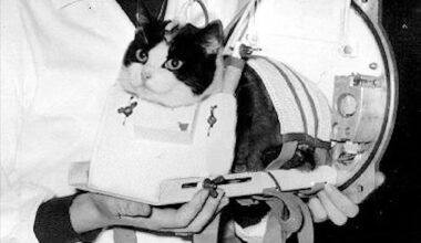 On this day in space! Oct. 18, 1963: France's Félicette Becomes the 1st Cat in Space! >^..^