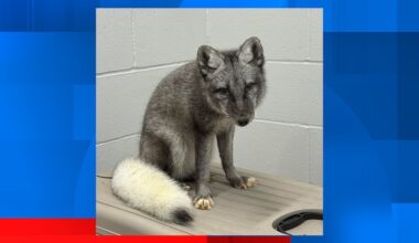 Arctic fox confiscated from Omaha home, organization says